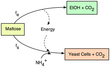 yeast fermentation equation