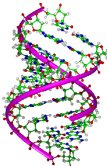  bases across the two strands. G bonds only to C; 